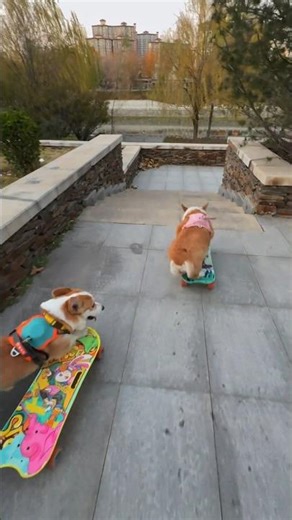 No Way These Dogs Are Real 😳🛹”#shorts #dogs #skating