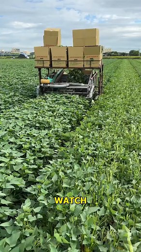 255K views · 840 reactions | Efficient Harvesting Machines in Action. #Innovation #Agriculture #Farming #Harvesting #Technology | Doraya Jennings | Facebook