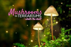 Mushrooms in Terrariums: Do You Need to Worry? - Terrarium Tribe