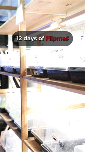 1K views | Adding moss to a shrimp aquarium not only helps boost the health of the shrimp, it also encourages breeding. While Christmas Moss isn't the only option, it is one of our top selling mosses. Learn more about Christmas Moss: https://bit.ly/3v8Y5BA | Flip Aquatics | Facebook