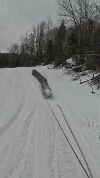 Full Length Tree VS Snowmobile