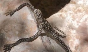 TikTok user discovers an ‘alien-like’ creature