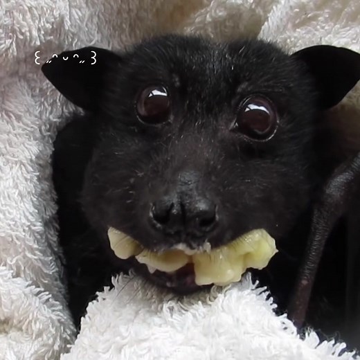 Adorable Bat Eating Banana Video Compilation