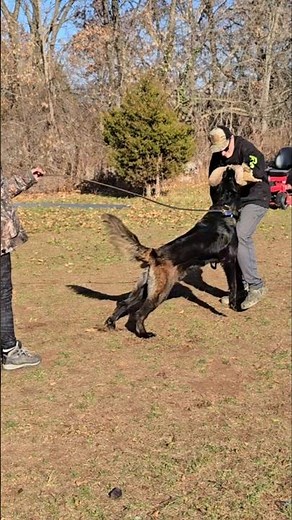 Belgian Malinois Bites with 195 PSI! 💪 | Schutzhund IGP