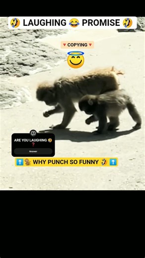 PUNCH FUNNY GONE NEXT LEVEL 🤣 #punch #monkey #trending #funnyshorts #funny #shorts