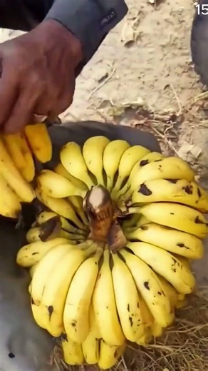 Alat mini super tajam untuk memotong batang pisang dengan teknik cerdas #shorts