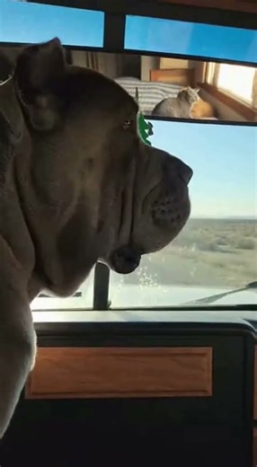 The Bully Stops When the POV: You are running to save a puppy and THIS happens 🛑