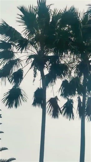 Borassus flabellierer Palmyra palm