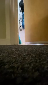 1.3K views | The short life of a fly烈 #TalkToAnimals Tutorial coming soon! @elisea...-6780466893712084229 | Keineikia Hughes | Facebook