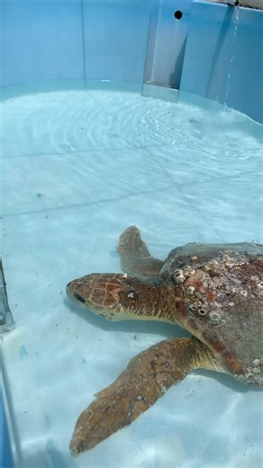 618K views · 10K reactions | Feeding “Harlow” for the first time at...