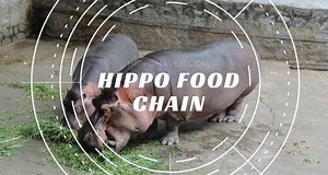 Hippo Food Chain Facts: Does It Have A Natural Predator? - Hippo Haven