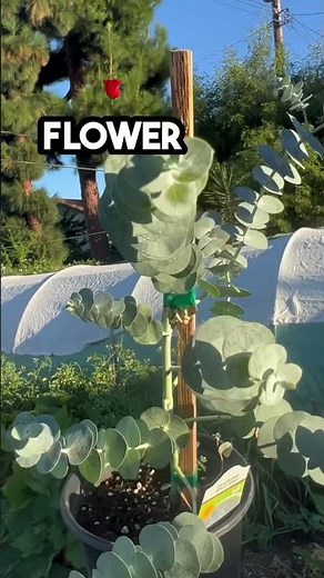 What is Eucalyptus? How to grow eucalyptus? How to use eucalyptus? How to grow eucalyptus indoors?