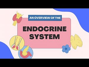 The Endocrine System