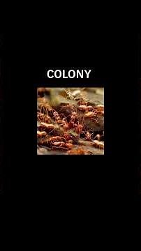 neural networks for beginners