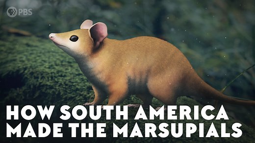 Throughout the Cenozoic Era -- the era we’re in now -- marsupials and their metatherian relatives flourished all over South America, filling all kinds of ecological niches and radiating into forms that still thrive on other continents. | Eons • PBS