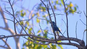 Majestic Drongo bird sitting on tree branches against blue sky