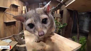 Adorable ringtail cat loves snacks
