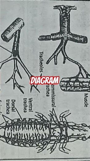 class 12 biology diagram master mind Education viral vdo