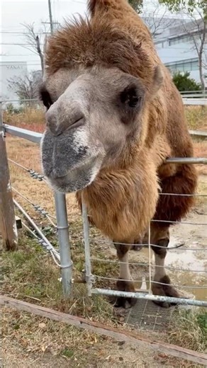 Feeding adorable camels!
