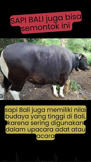 Peternakan Sapi Bali: Super Jumbo dan Montok Terbaik
