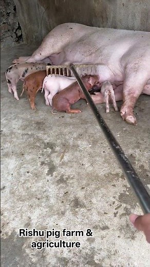 #A Day in the Life of a Sow #Leading the Trends in the Pig Duroc Boars #Breeding stock #animals good