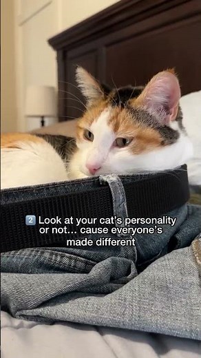 How To Tell If Your Cat Is A Boy Or Girl