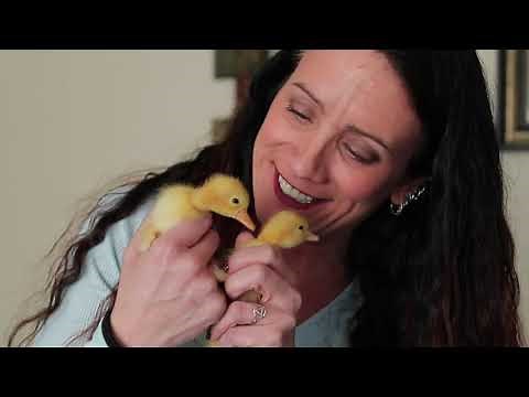 Double the fluff: Rare twin ducks hatch from single egg shell