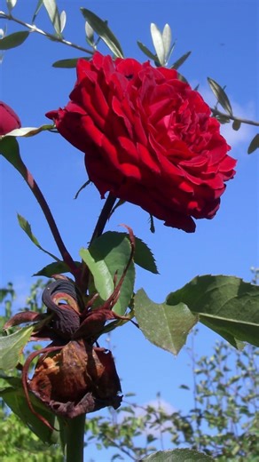 Casio Exilim 7.2MP | A digital compacta que virou tendência Y2K