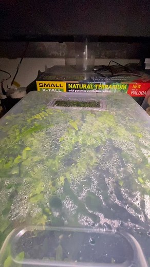 48K views · 1.6K reactions | Nocturnal Dinner for one of my six...