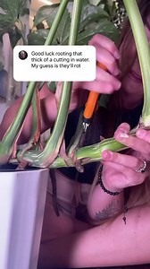 2.6M views · 10K reactions | My secret to propagating plants with...