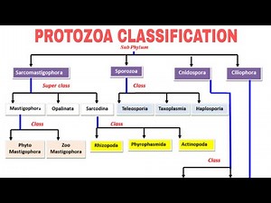 CLASSIFICATION OF PROTOZOA