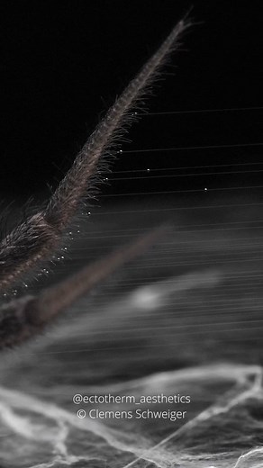 301K views · 154 reactions | The webbing machine aka Ischnothele Here you can see how many silk glands are actually located at the spinnerets of Ischnothele. That enables them to create bands of silk. #ischnothele #Ischnotheleguianensis #Ischnothelidae #spider #curtainwebspider | Clemens Schweiger | Facebook