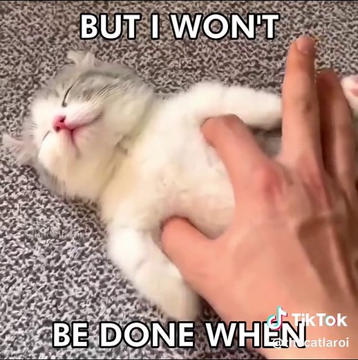 Cat Music for Cat Lovers: Perfect Playlist for Your Day