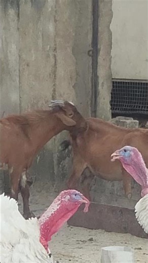 Goat 🐐 and process of reproduction