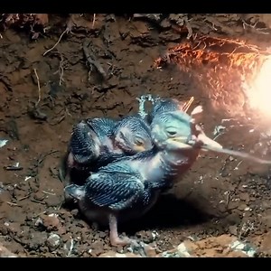 275K views · 3.7K reactions | A Big Mouse Turns Feeding Time Into a Fight in the Nest #birds #bird #nature #birdsofinstagram #wildlife #birdphotography #naturephotography #wildlifephotography #photography #birdwatching #birdlovers #birding #animals #naturelovers #best #of #love #birdstagram #ig #parrots #photooftheday #captures #art #canon #aves #nikon #perfection #parrot #animal #birdlife | Bird world | Facebook