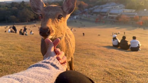 Nara Deer