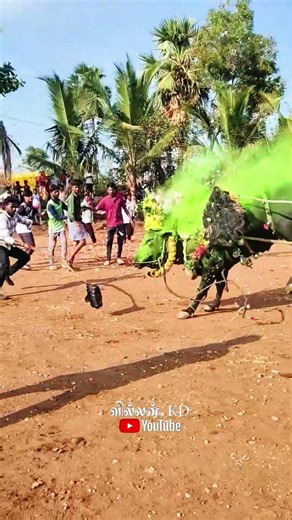 #salem #jallikattu #kaalai #trendingvideo #subscribemychannel #support #friends