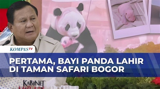 Bayi Panda Pertama Indonesia Lahir di Taman Safari Bogor, Diberi Nama Satrio Wiratama oleh Prabowo