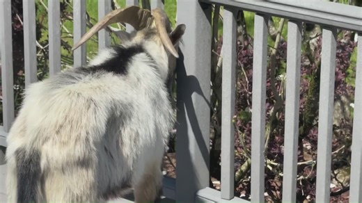 Loose goat dubbed 'Brady' roams Massachusetts town