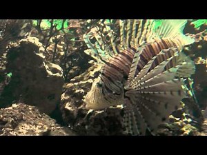 Close-up: Feuerfisch