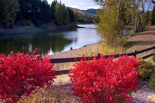 11 Stunning Bushes That Turn Red in the Fall