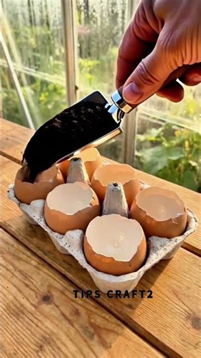 Growing Cucumber Seedlings in Eggshells