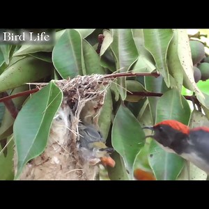 The Life of Birds | Bird Life