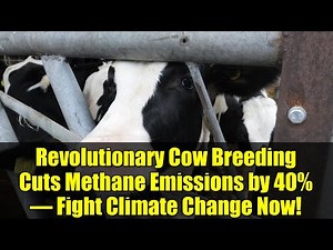 Revolutionary Cow Breeding Cuts Methane Emissions by 40% – Fight Climate Change Now!