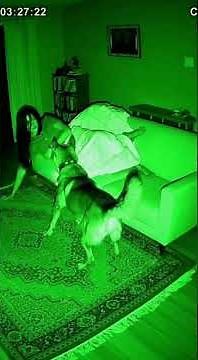 Dog Senses a Ghost at Night 😱👻 | You Won’t Believe This