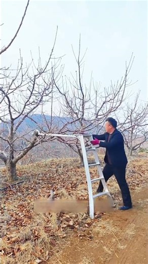 Smart Ladder Design for Pruning Fruit Trees