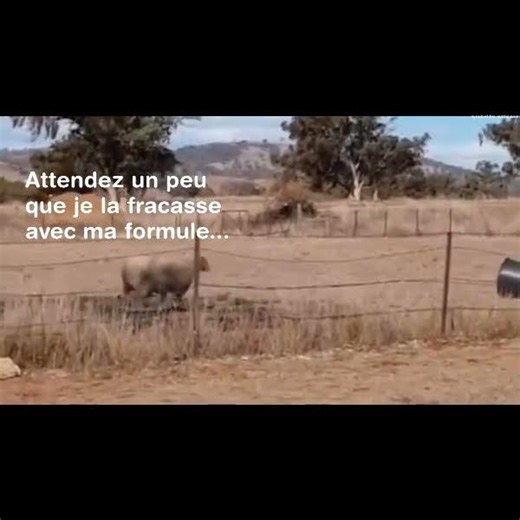 L'agneau de "la raison du plus fort…" a grandi