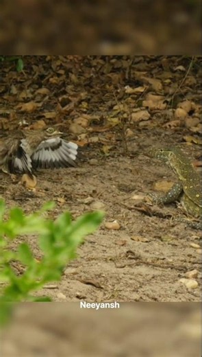 This Bird Bodyguards the Crocodile 🐊🐦