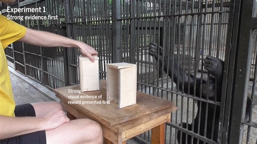 Play-based experiments with rescued chimpanzees have revealed that as the primates make decisions, they evaluate the quality of evidence and rationally update their beliefs. Learn more: https://scim.ag/4oReelG | Science