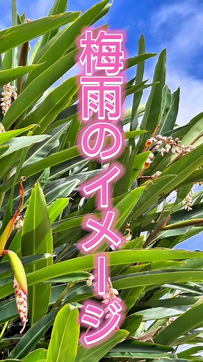 本日「梅雨入り宣言」がありました。 沖縄では「イジュ」の花は「梅雨」をイメージしますが（５月１４日の記事で紹介） 月桃の花もそのひとつで、今あちらこちらで咲いています。 梅雨も沖縄を楽しみましょう～ 🔍検索 「沖縄ツーリスト 梅雨」 #梅雨 #梅雨入り #梅雨明け